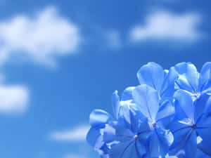 Beauty Of Blue Wallpaper