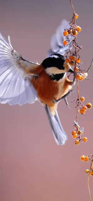 Beauty Of Nature Wallpaper