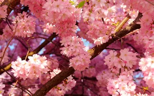 Beauty Of Spring In Japan Wallpaper