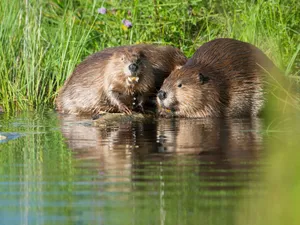 Beavers_by_ Water Wallpaper