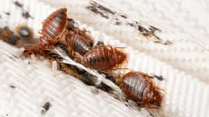 Bed Bugs Infestationon Fabric Wallpaper