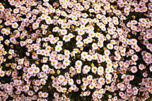 Bed Of Pink Aesthetic Daisy Wallpaper