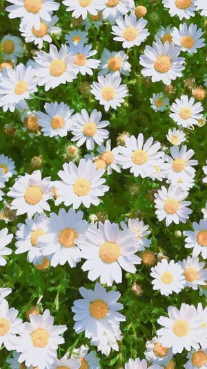 Bed Of White Spring Daisy Iphone Wallpaper