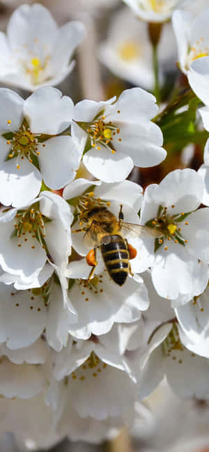 Bee Gathering From White Flowers Iphone Wallpaper