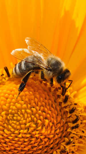 Bee Iphone Gathering From A Sunflower Wallpaper