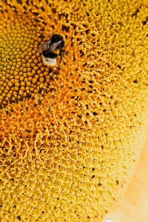 Bee On Flower Yellow Hd Iphone Wallpaper