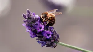 Bee On Purple Lavender Wallpaper
