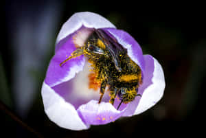 Bee Pollinating Light Purple Flower.jpg Wallpaper