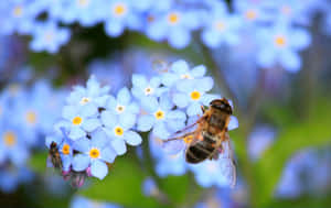 Bees Enjoying The Blossoms Of A Sunny Spring Day Wallpaper