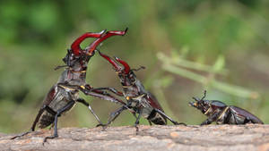 Beetle Watching Two Other Beetles Fight Wallpaper