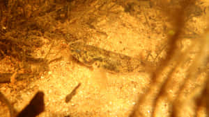 Behold The Serene Sunrise Over The Majestic Mountains Wallpaper