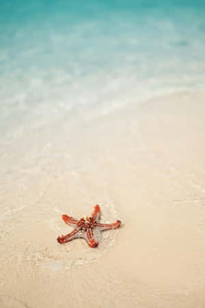 Beige Beach Starfish Serenity.jpg Wallpaper