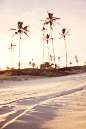 Beige Beach Sunset Palms.jpg Wallpaper