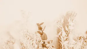 Beige Cream Floral Aesthetic Wallpaper