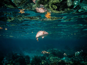 Belize Barrier Reef Wallpaper