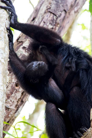 Belize Black Howler Monkey Wallpaper