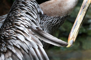 Belize Brown Pelican Wallpaper