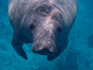 Belize Gray Manatee Wallpaper