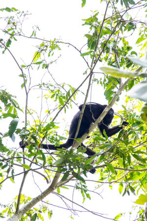 Belize Howler On Branch Wallpaper