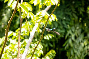 Belize Hummingbird Flight Wallpaper