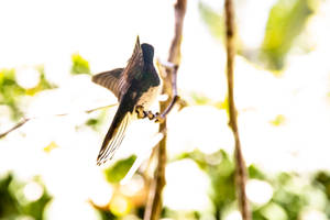 Belize Hummingbird Profile Wallpaper