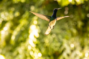 Belize Little Hummingbird Wallpaper