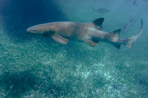 Belize Nurse Shark Wallpaper