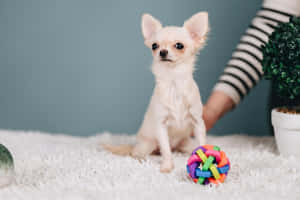 Belligerent Chihuahua Dog Wallpaper