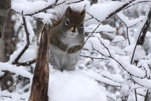 Belligerent Red Squirrel Wallpaper