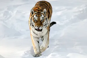 Belligerent Siberian Tiger Wallpaper