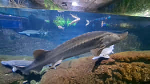 Beluga Sturgeon Aquarium Display Wallpaper