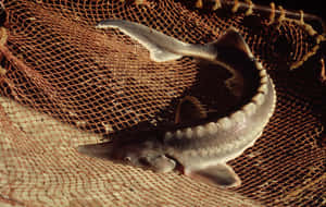 Beluga Sturgeon Caughtin Net Wallpaper