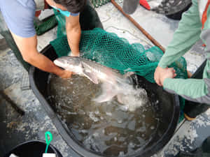 Beluga Sturgeon Handling Wallpaper