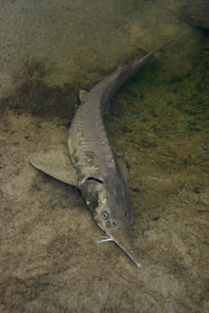 Beluga Sturgeon In Natural Habitat.jpg Wallpaper