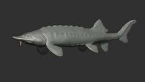 Beluga Sturgeon Model3 D Rendering Wallpaper