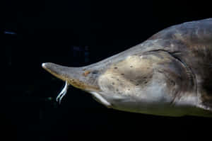 Beluga Sturgeon Side View Wallpaper