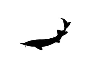 Beluga Sturgeon Silhouette Wallpaper