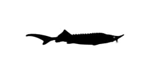 Beluga Sturgeon Silhouette Wallpaper