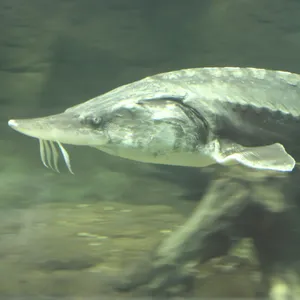 Beluga Sturgeon Swimming Wallpaper