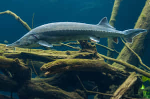 Beluga Sturgeon Swimming Underwater Wallpaper