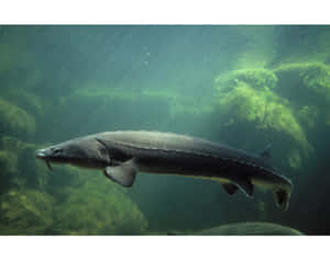 Beluga Sturgeon Swimming Underwater.jpg Wallpaper