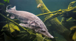 Beluga Sturgeon Swimming Underwater Wallpaper