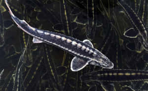 Beluga Sturgeon Swimming Wallpaper