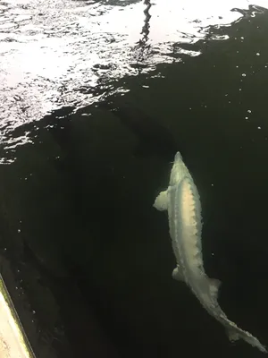 Beluga Sturgeon Swimmingin Dark Waters Wallpaper