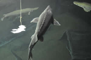 Beluga Sturgeon Underwater Scene Wallpaper