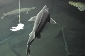 Beluga Sturgeon Underwater Scene Wallpaper