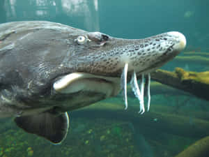 Beluga Sturgeon Up Close Wallpaper