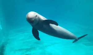 Beluga_ Whale_ Underwater_ Swim Wallpaper