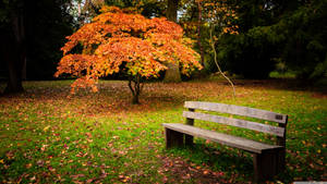 Bench And Orange Tree Wallpaper