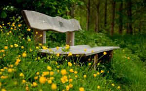 Bench In Buttercup Grass Wallpaper